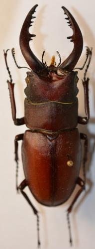 Réf. 248 891 : Prosopocoilus inclinatus